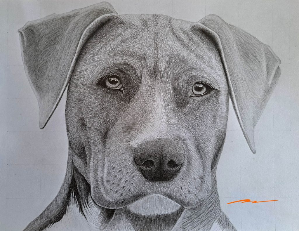 How to Draw a Dog Head - Drawing a realistic dog's head by Muus Art