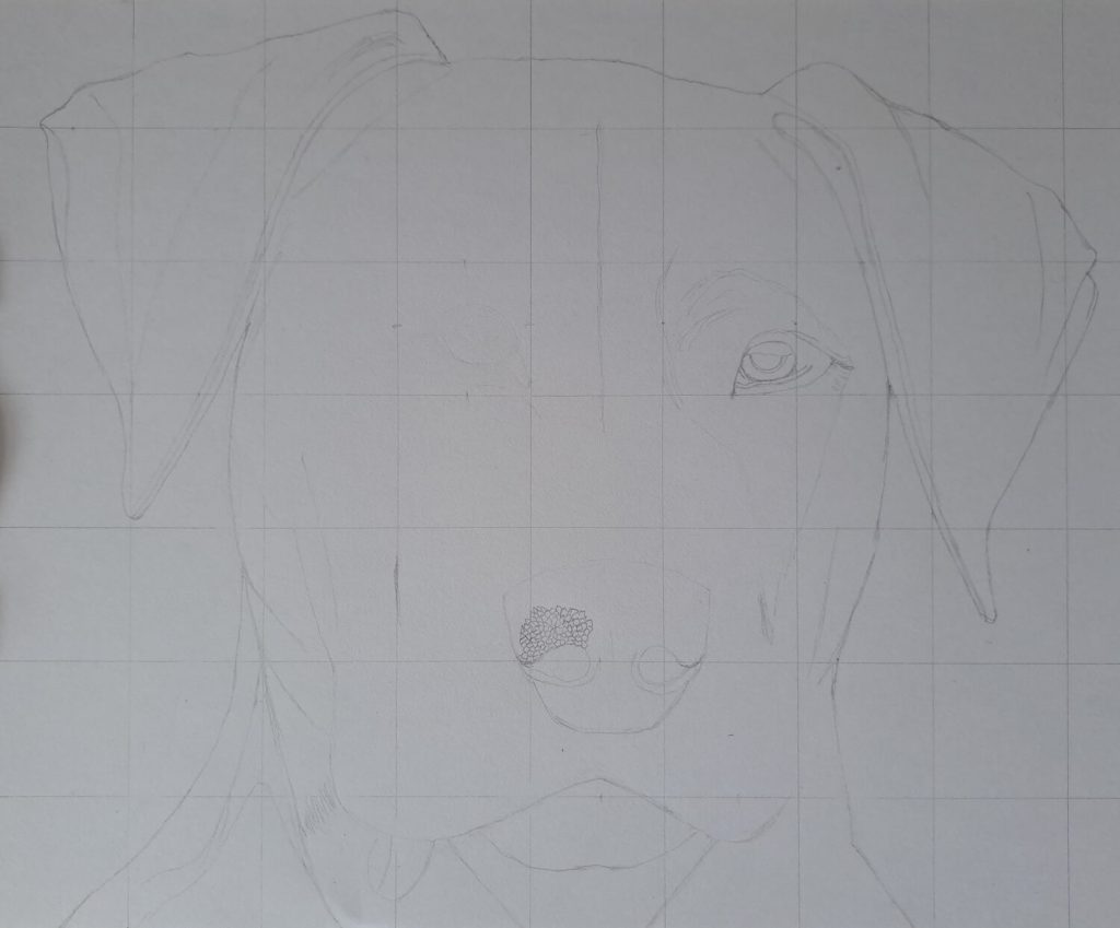 Drawing the Dog’s Nose or Nares