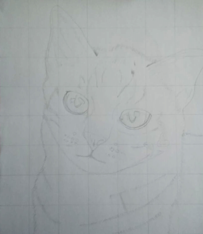 Drawing a cat's head - a light sketch