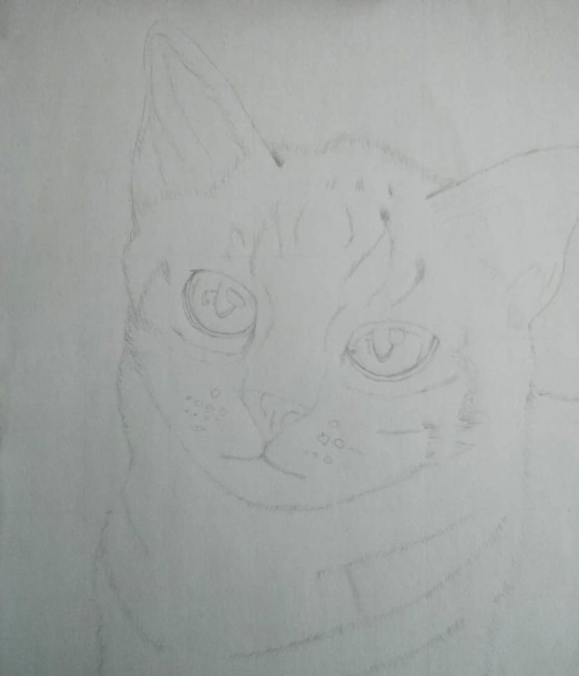 First sketch of the cat with erased gridlines
