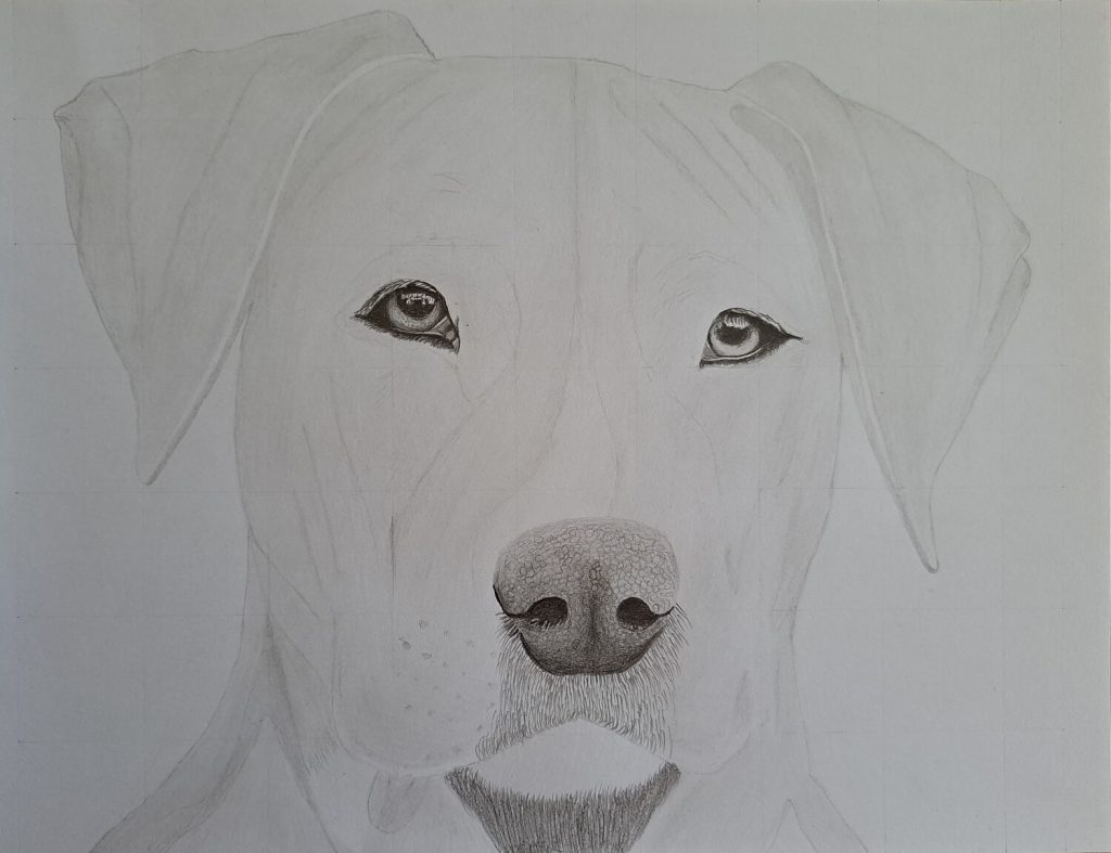 How to Draw a Dog Head - Adding Details to the Eyes and Nose (for a realistic look)