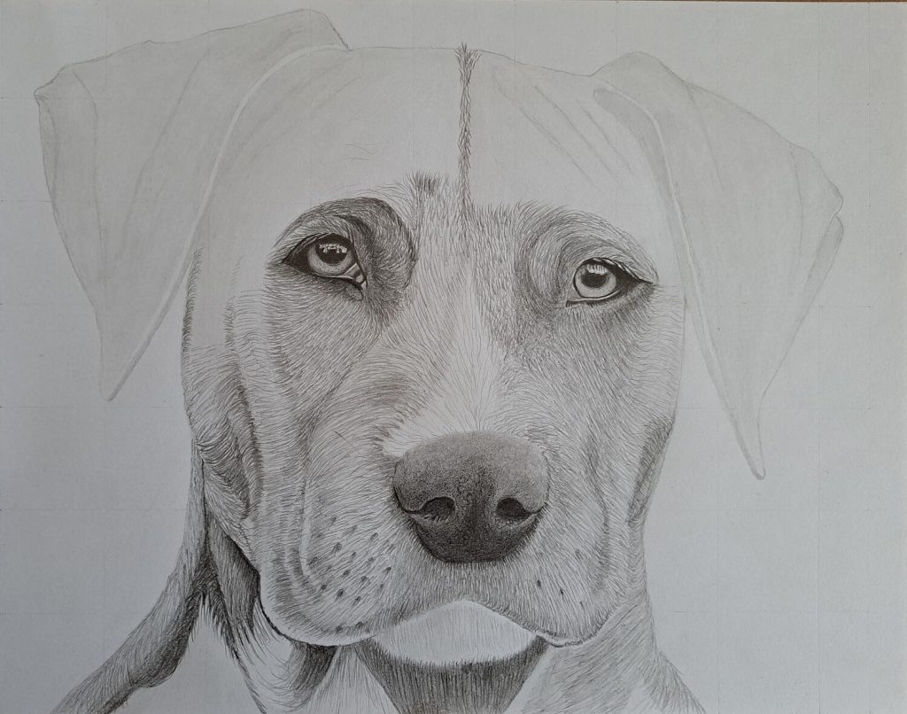 Drawing the Dog’s Fur around the Eyes