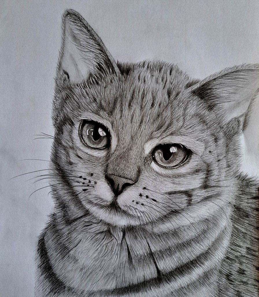 Drawing a Cat's Head - Final Drawing Featured
