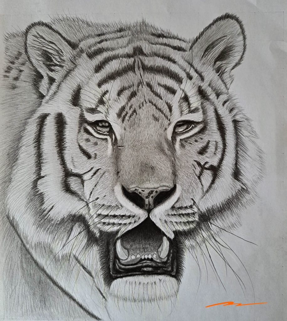 Steps to Easily Drawing a Realistic Tiger