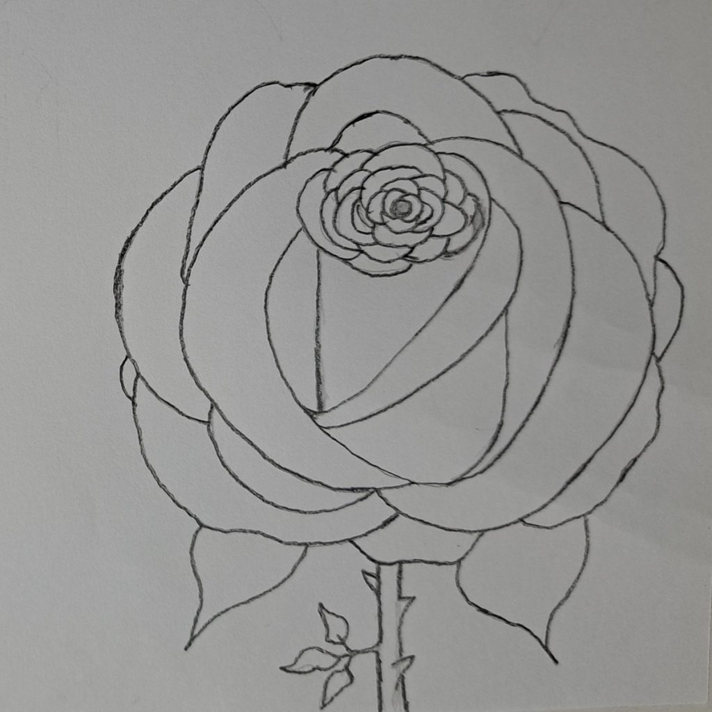 complete rose sketch
