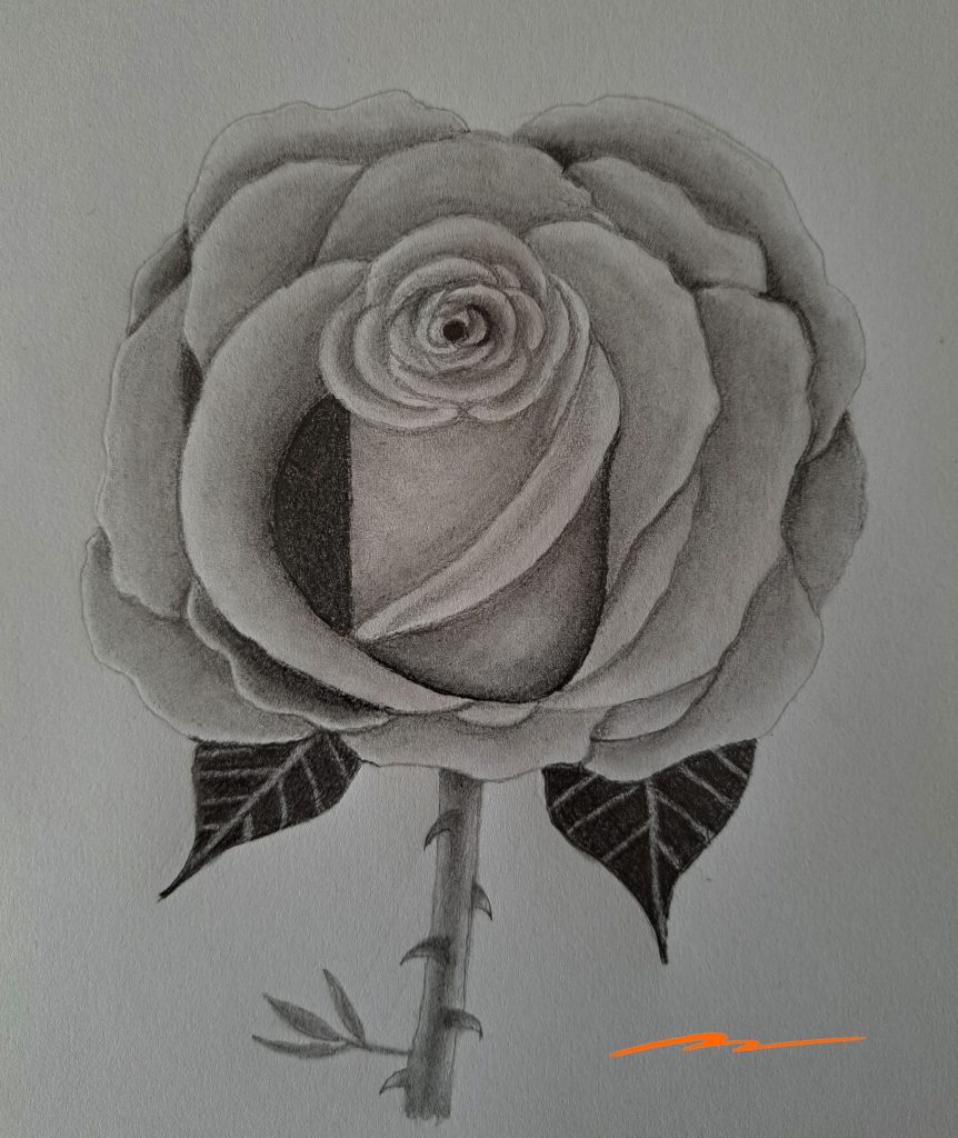 How to draw a rose featured