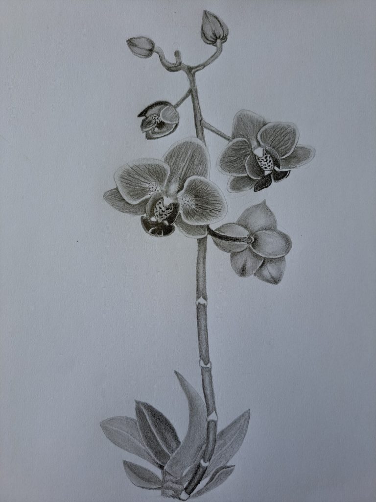 How to draw an orchid featured image