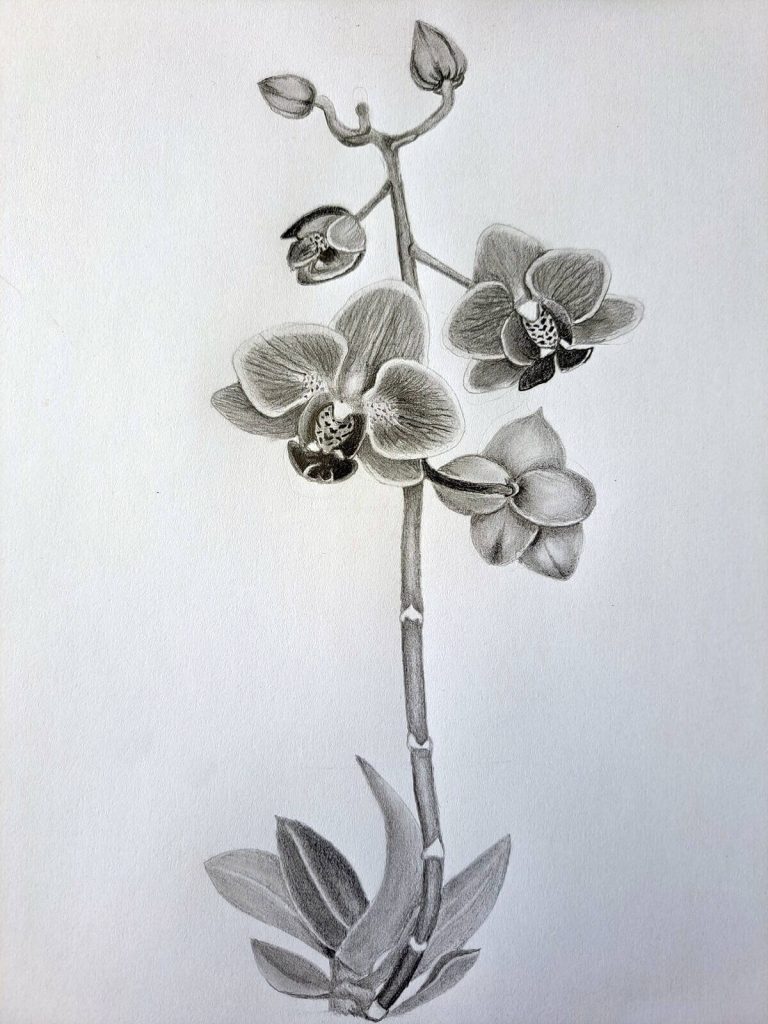 How to draw an orchid - featured image of a flowering orchid with leaves