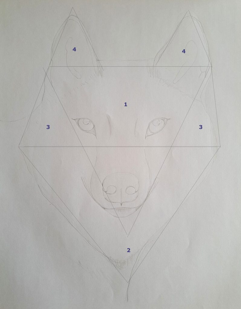 Drawing a wolf - Shapes
