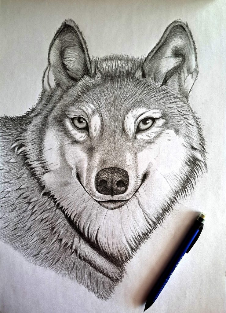 Final-Piece-Pencil-drawing-of-a-wolf
