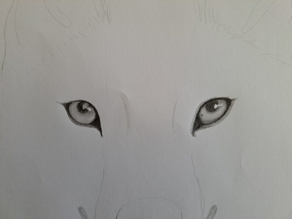 Sketching-the-wolf-eyes