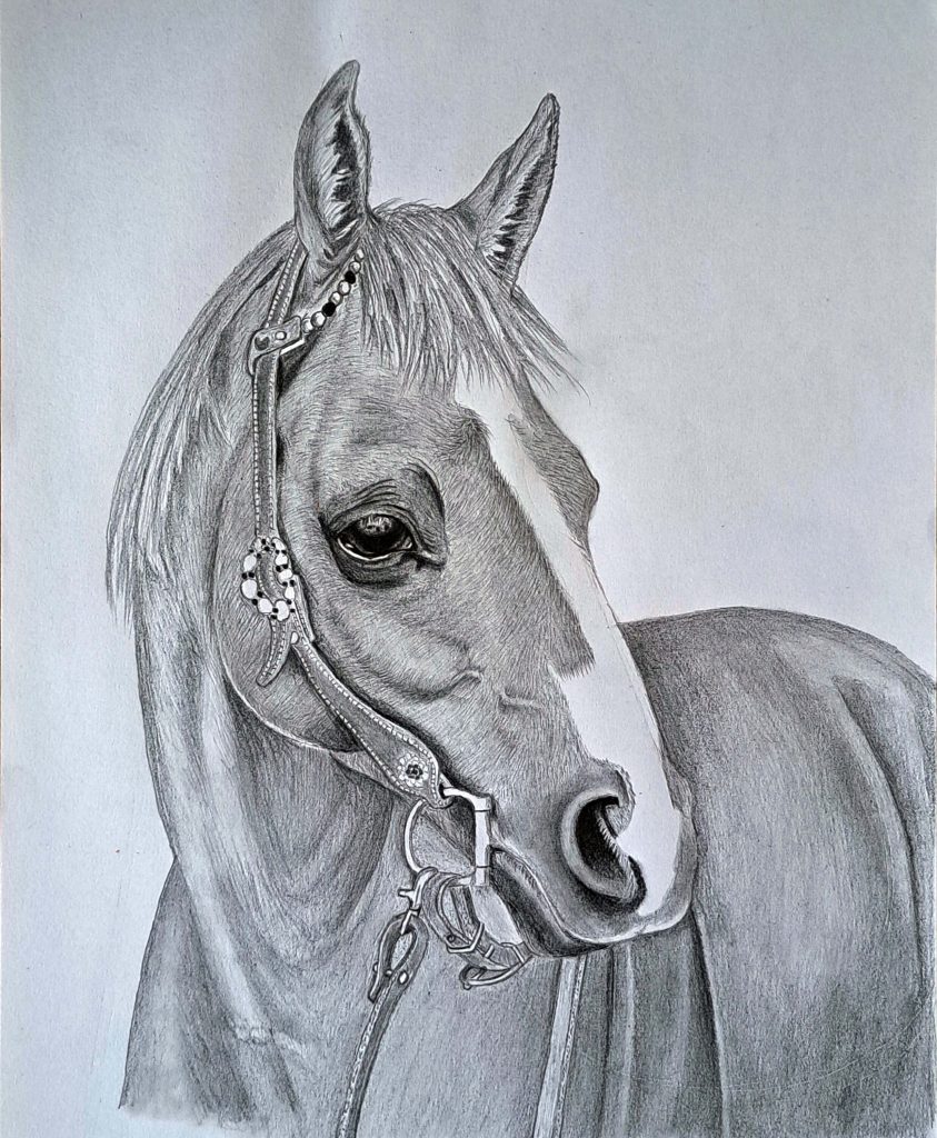 realistic horse drawing featured image
