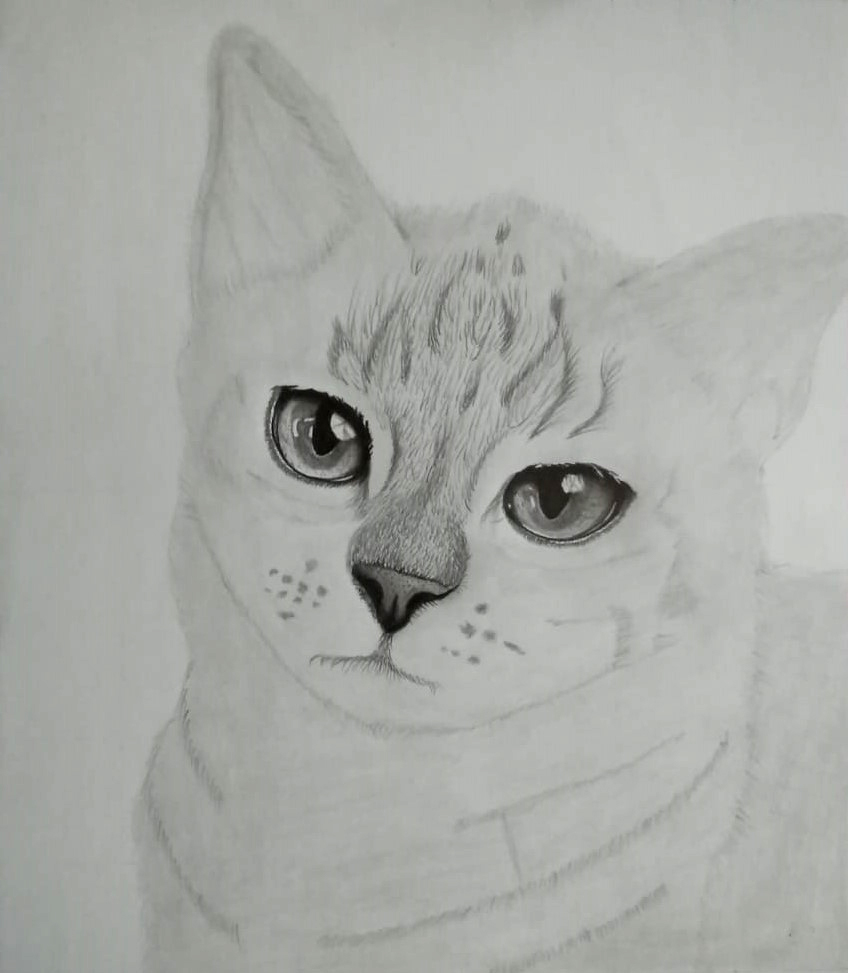 Walking cat illustration, drawing, engraving, ink, line art, vector Stock  Vector | Adobe Stock