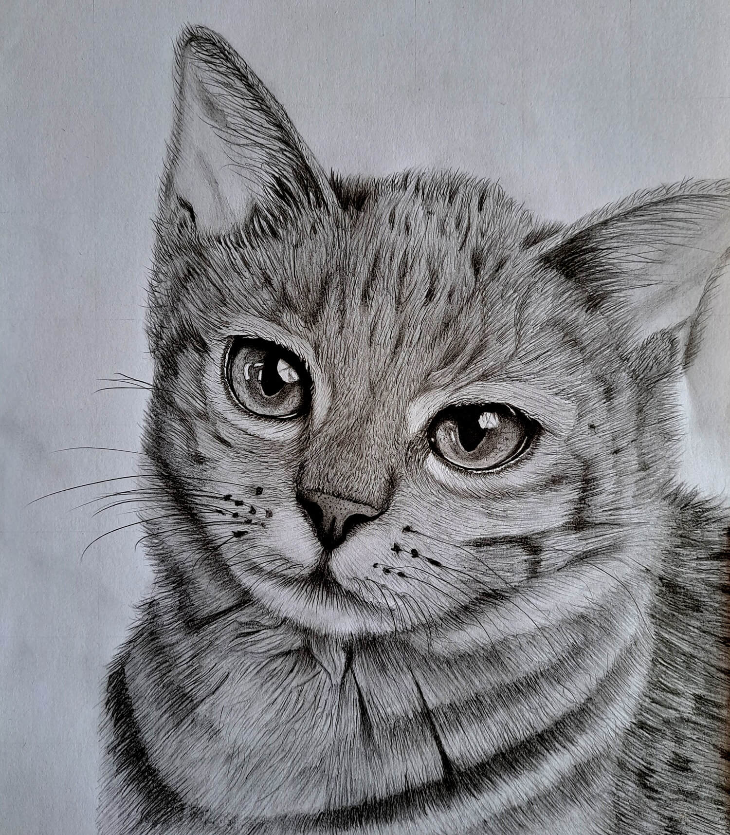 Cat Drawing by sharppower | Realistic cat drawing, Animal drawings, Cat  drawing