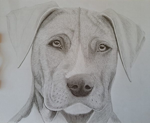 A Weimaraner Dog Sketch - Printable Shading Worksheet - Image 5