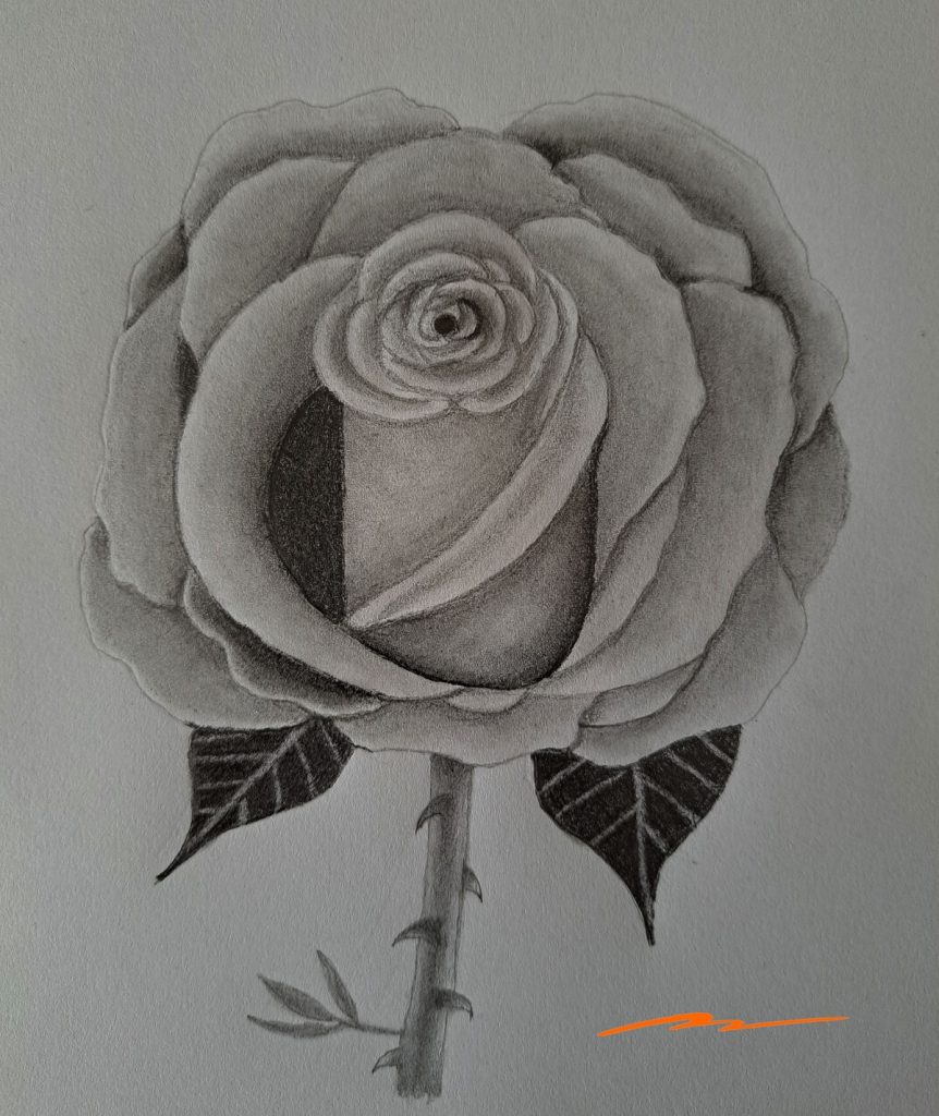 Black rose drawing by Bajan-Art on DeviantArt