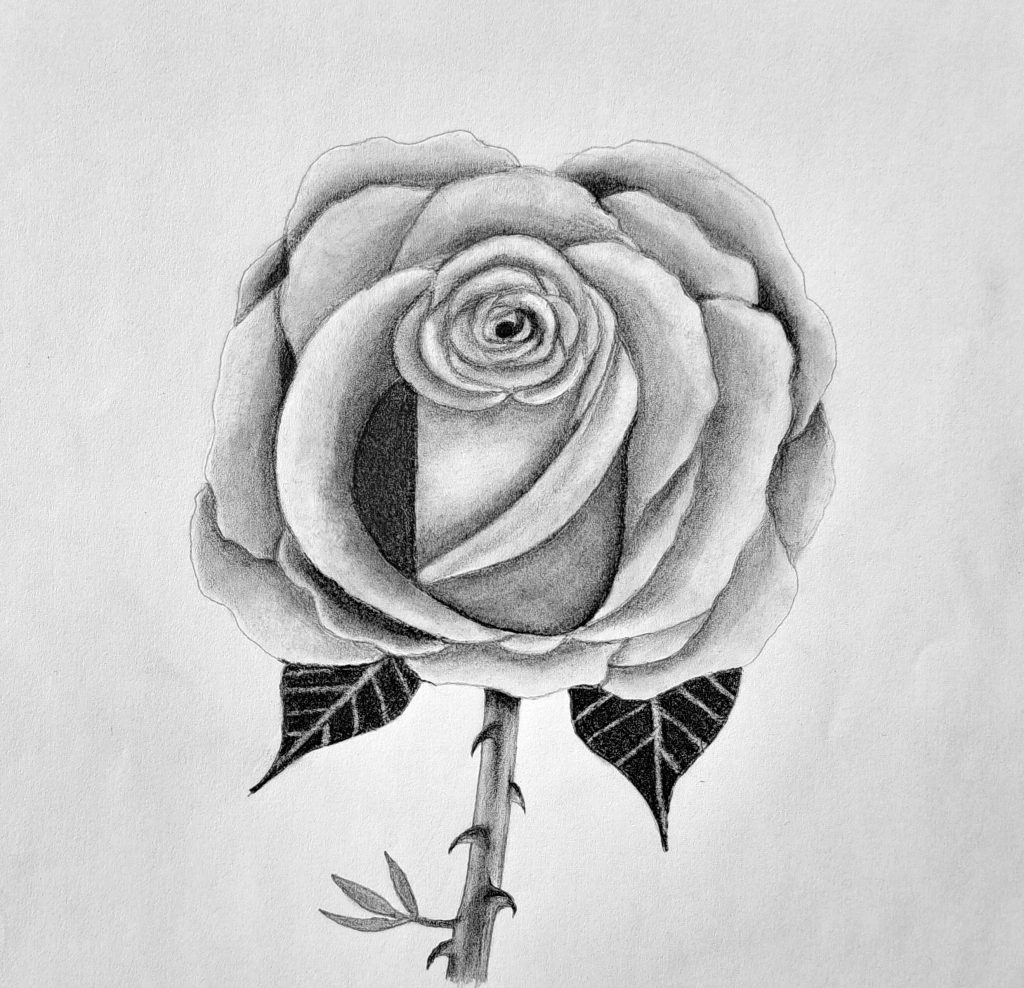 How to Draw a Rose Featured