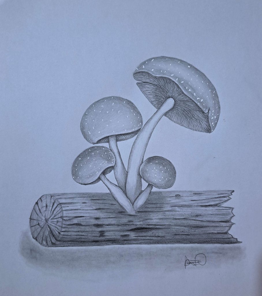 Mushroom Drawing - How to Draw a Mushroom Step-by-Step