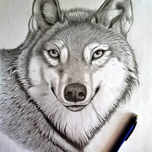 Final-Piece-Pencil-drawing-of-a-wolf