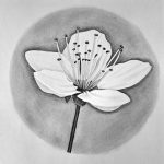 Drawing Cherry Blossom Featured Image