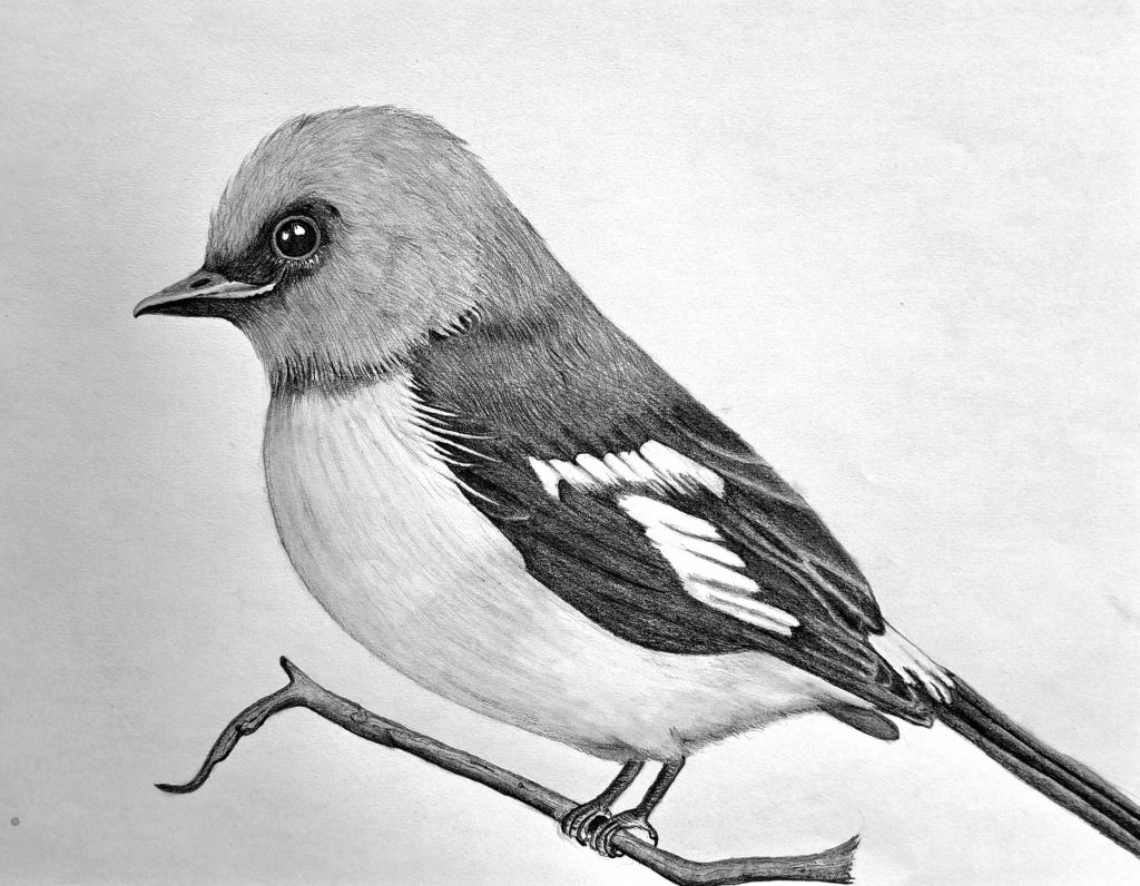 Drawing a realistic bird featured image