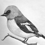 Drawing a realistic bird featured image