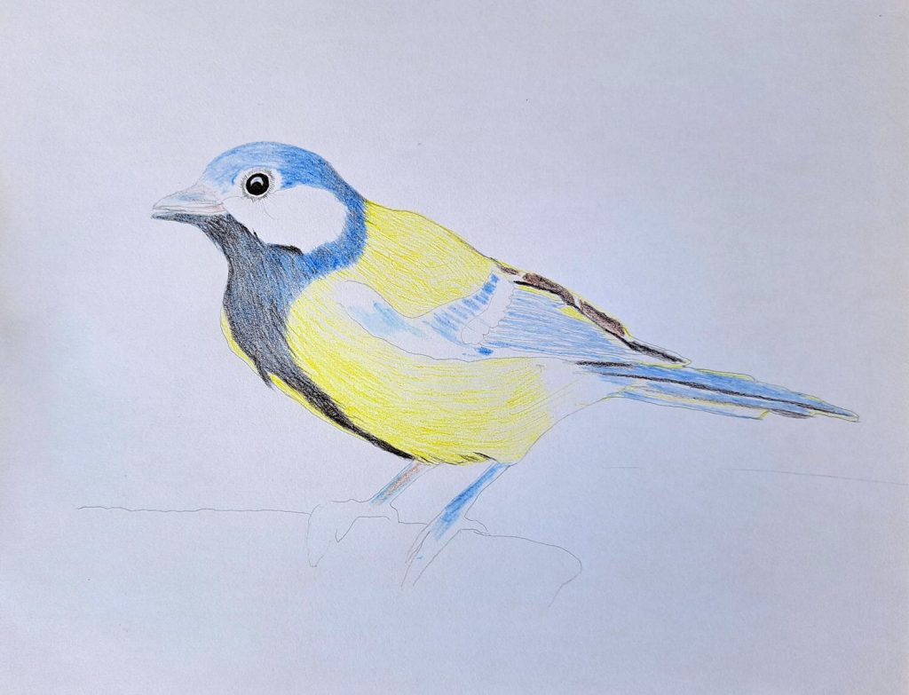 Basic color shading of a bird