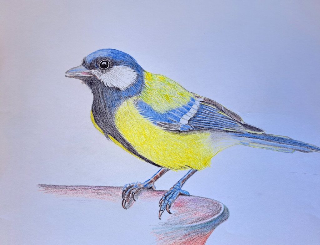 Shading the details on the bird's feathers with colored pencil