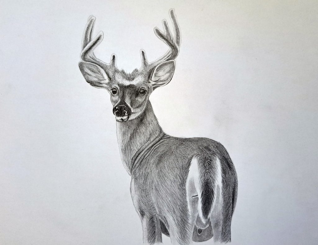 How to Draw a Realistic Deer Featured