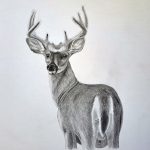 How to Draw a Realistic Deer Featured