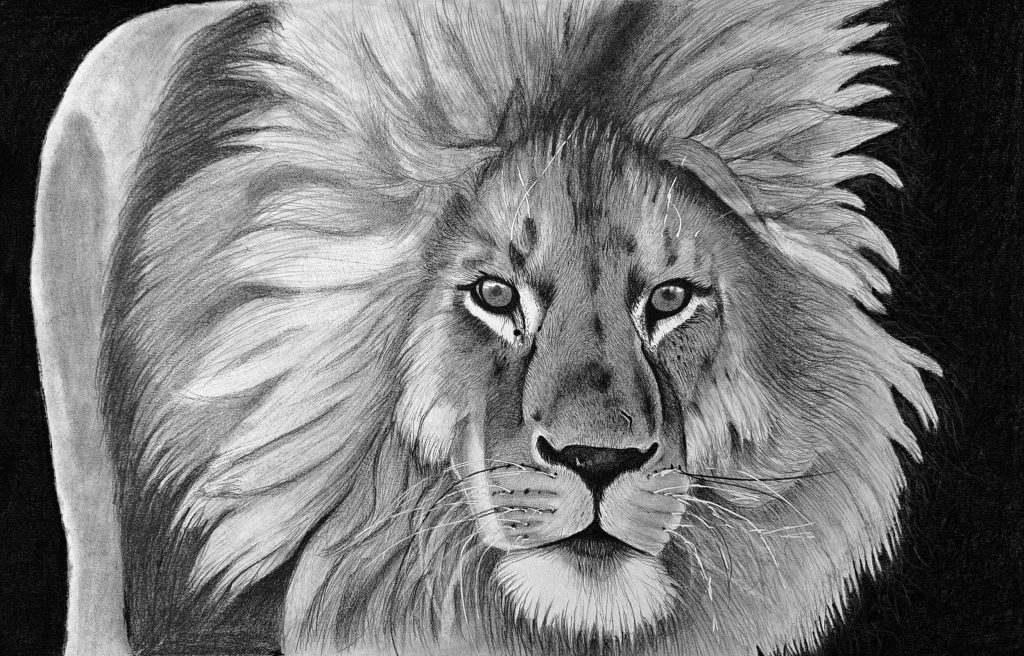 How to draw a realistic lion step by step