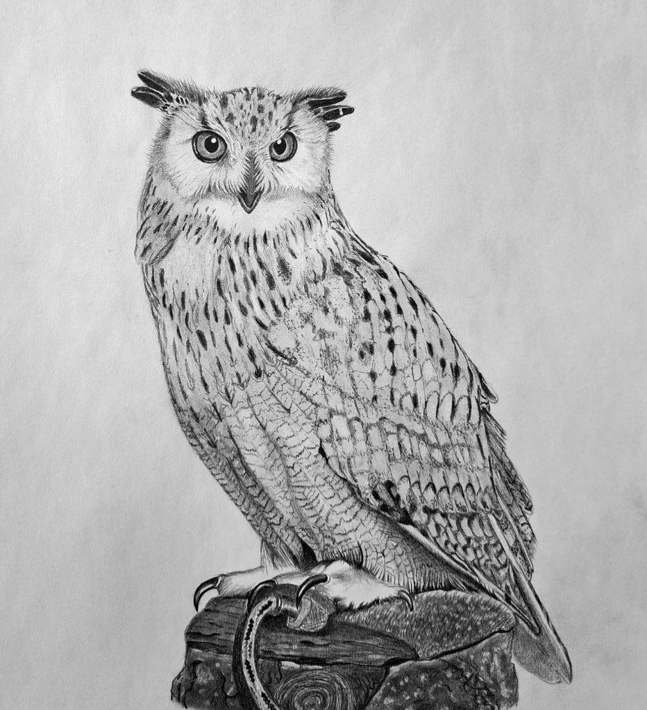 How to Draw an Owl Featured